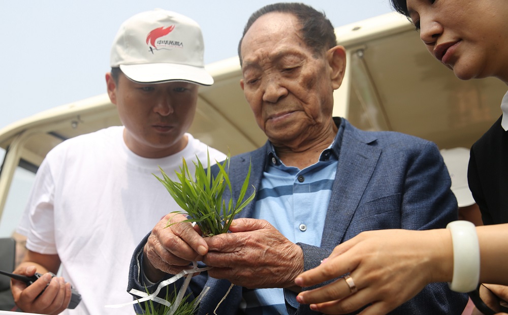 「雜交水稻之父」袁隆平多年來致力於提高水稻產量，是世界農業領域首屈一指的科學家。